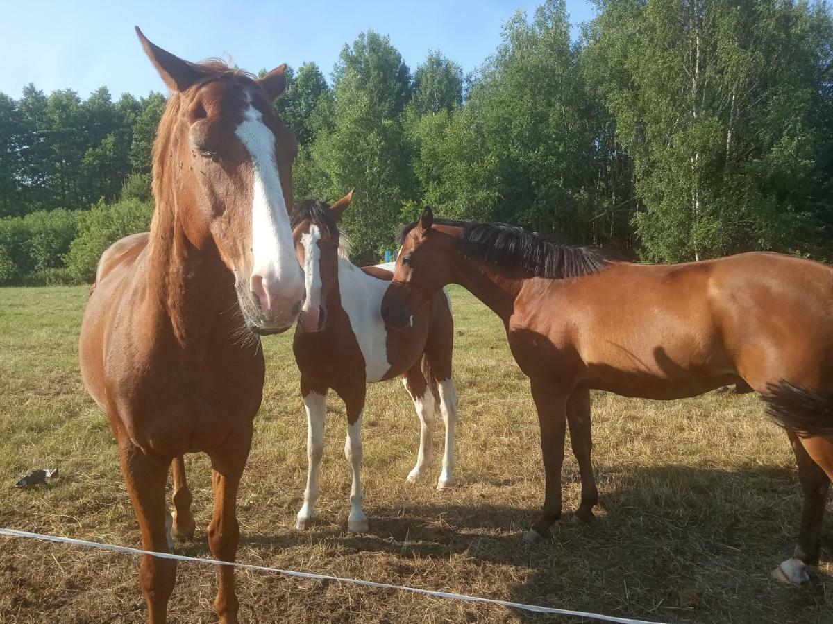 Dziki Zakatek Piskornia Dom Z Sauna Dış mekan fotoğraf